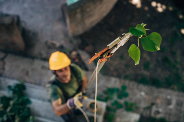 Trusted Scenic Oaks, TX Tree Services Experts
