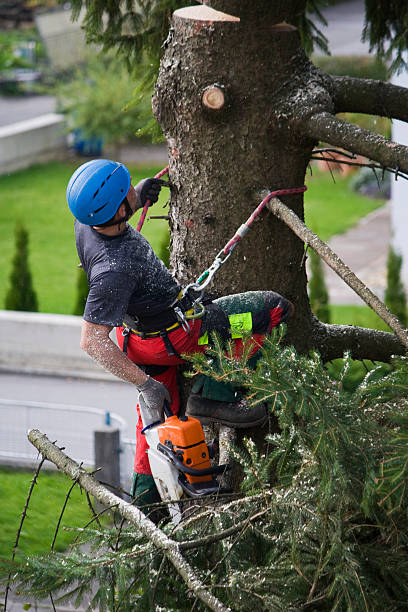 Reliable Scenic Oaks, TX Tree Services Solutions