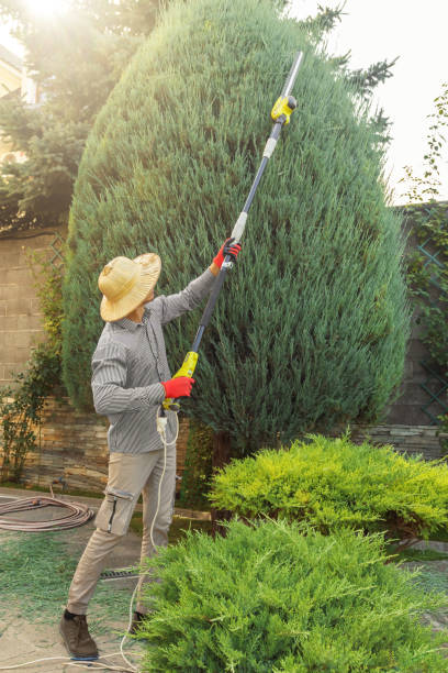 How Our Tree Care Process Works  in  Scenic Oaks, TX